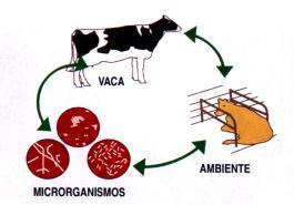 Introdução Desinfecção e Desinfetantes Limpeza e desinfecção Prevenção de doenças Microrganismos no ambiente Jean Berg Risco de infecções Sanidade e produtividade animal 1 2 Benefícios Produtividade