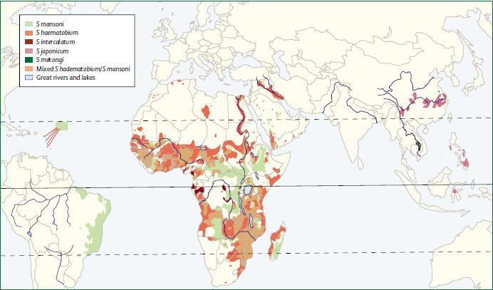 2. REVISÃO BIBLIOGRÁFICA 2.1. Epidemiologia da esquistossomose humana A esquistossomose humana é causada por um platelminto trematódeo do gênero Schistosoma.