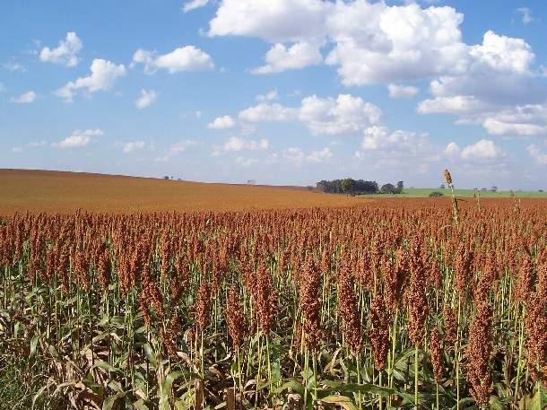 SUCESSO A TODOS, SUCESSO À ATIVIDADE AGRÍCOLA, E