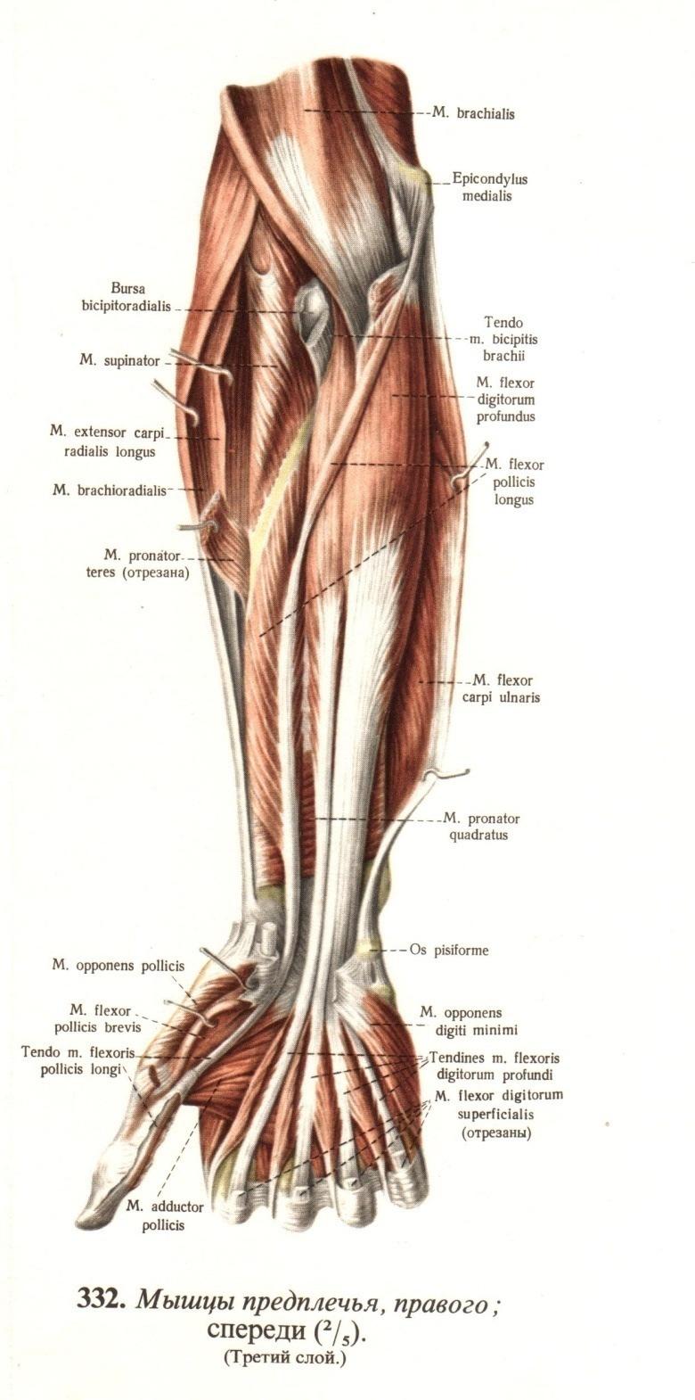 Processo de Ergonomia Dra.