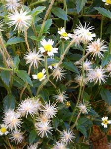 Gomphrena demissa