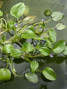 Passiflora foetida