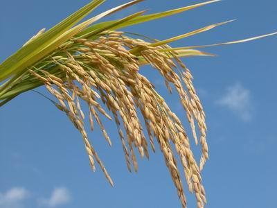 Cultivos Arroz (rizicultura) 2º maior