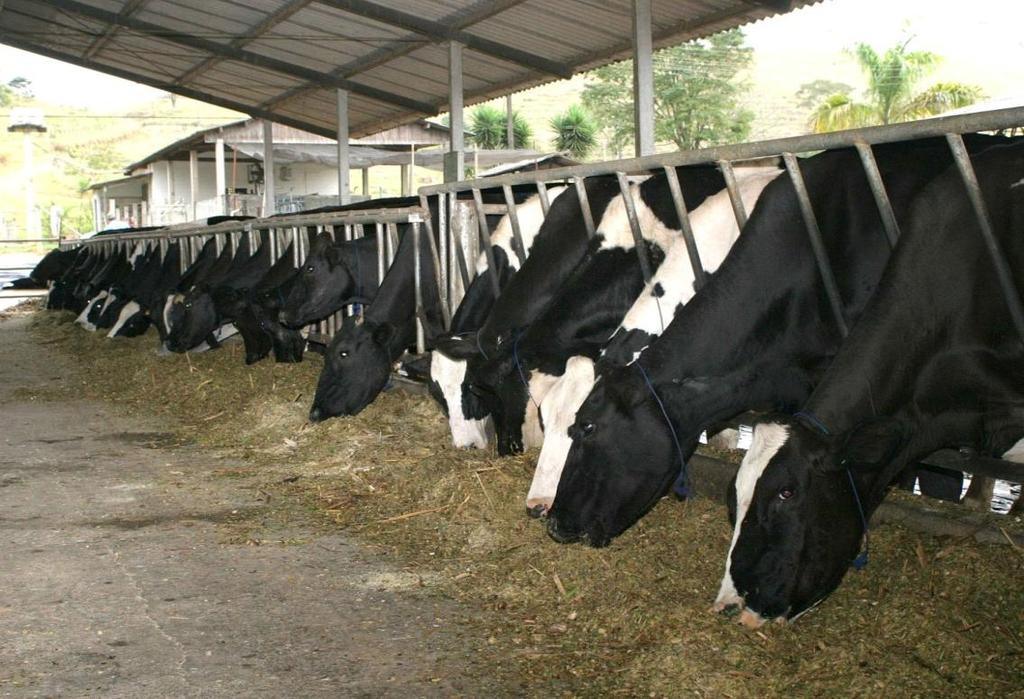 Bovino Cultura Gado leiteiro criação intensiva (gado confinado, pouco