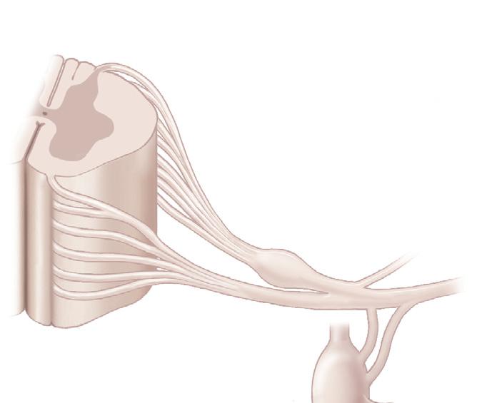 Glândulas seminais Tecidos eréteis Corpo celular pré-ganglionar no Fibras précorno lateral -ganglionares parassimpático Fibras pós-ganglionares S2-S4 Terminal Fibras nervosas