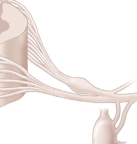 Os segmentos da medula espinal que recebem influxos aferentes dolorosos, provenientes das vísceras torácicas e abdominais são, em geral, os mesmos segmentos que fornecem