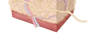 diafragma), a pele das paredes lateral e anterior do corpo e todos os músculos e toda a pele dos membros.