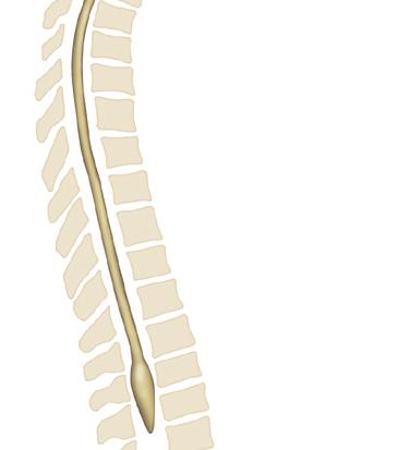 O nervo espinal C1 emerge entre o crânio e a primeira vértebra cervical.