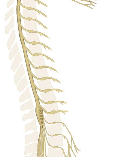 Anatomia Clínica: Uma Abordagem por Estudos de Casos 5 encefálico. O NC I (nervo olfatório) localiza-se na cavidade nasal e na fossa anterior do crânio.