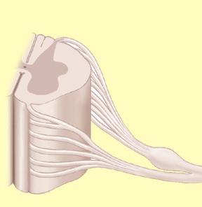 Informações sensoriais provenientes dos receptores nos órgãos das cavidades do corpo Músculo liso, músculo cardíaco e glândulas informações da PCSN para o músculo esquelético (Fig. 1.5A).