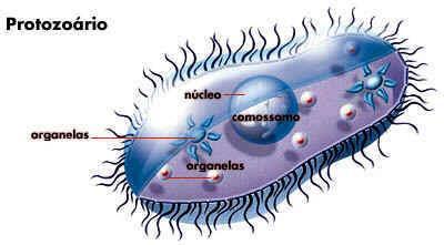 REINO PROTISTA Protozoa: grego