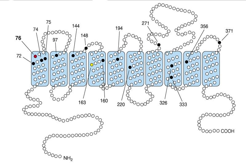 25 Figura 8: Estrutura da proteína codificada pelo gene pfcrt. Os pontos pretos, o vermelho e o amarelo representam as mutações associadas à resistência.