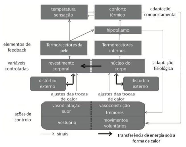 sinais de carga positiva que chegam ao hipotálamo provêm dos neurónios sensíveis ao calor e os de sinal negativo dos neurónios sensíveis ao frio.