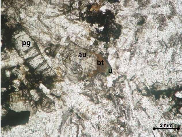 44: Fotomicrografia mostrando grão de augita (au) de cor castanho-claro, com as bordas alteradas para biotita