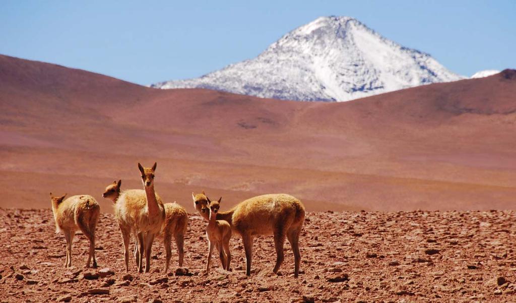 A visão imponente do vulcão Licancabur, a magia do silencioso Vale da Lua ao atardecer, o mistério dos geisers de El Tatio e o museu arqueológico Le Paige são apenas alguns dos atractivos desta