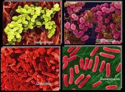 Apostila Aulas Práticas MICROBIOLOGIA