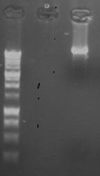 Gel de Agarose 1% corado com Brometo de Etidio: (A) PCR do clone eleito: (1) padrão ג DNA/Hind III com os fragmentos indicados na figura. (2) Produto de PCR (~500pb); (3) controle negativo da PCR.