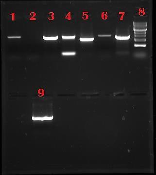 PCR DNA Primers Tamanho esperado 1 DENV-2 DE2-F3R2 (internos) 1488 pb 2 DENV-2 DE2-F4R3 (externos) 1976 pb 3 DENV-4 DE4-F2R2 (internos) 1486 pb 4 DENV-4 DE4-F3R3