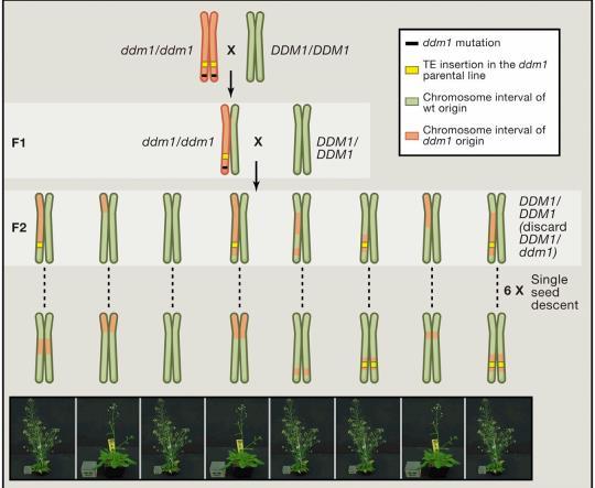 Contribuição da variação epigenética na diversidade fenotípica hereditária Cortijo, S. et al. Mapping the epigenetic basis of complex traits. Science http://dx.doi.org/10.1126/science.