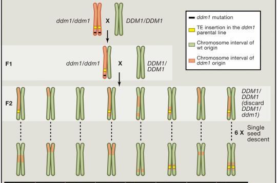 About 30% (130) of the induced heritable DMRs that were identified in the epirils overlap with naturally occurring DMRs -> may act as epiqtl in natural populations Genoma and Methylome for 152