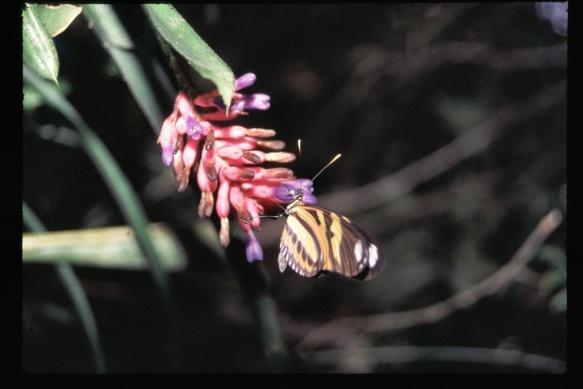 Base do conhecimento sobre Bromélias 58 espécies de Bromeliaceae Riqueza de espécies Conservação Resposta fenotípica `luz no microhabitat Composição de espécies Fatores