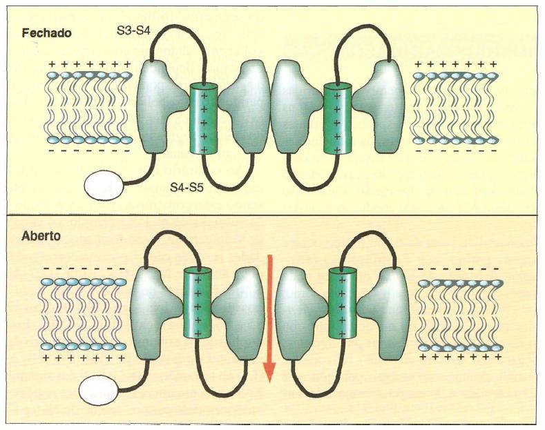 25 Figura 2.3: Estrutura ba sica da membrana celular e fluxo de ı ons atrave s de um canal io nico (extraı do de Campos (2008)). energe tico) (Alberts et al., 2003).