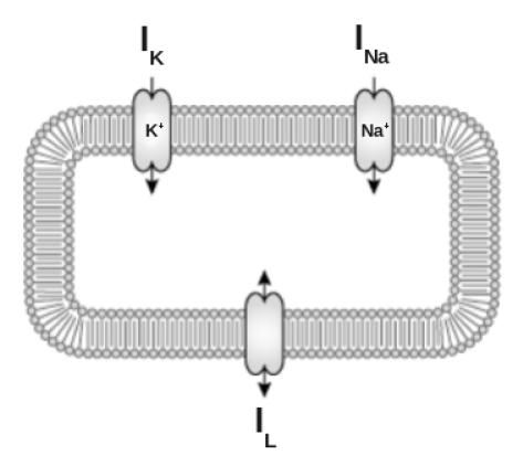 38 Figura 2.13: Esquematização da membrana celular e dos canais iônicos considerados no modelo de Hodgkin e Huxley (1952).