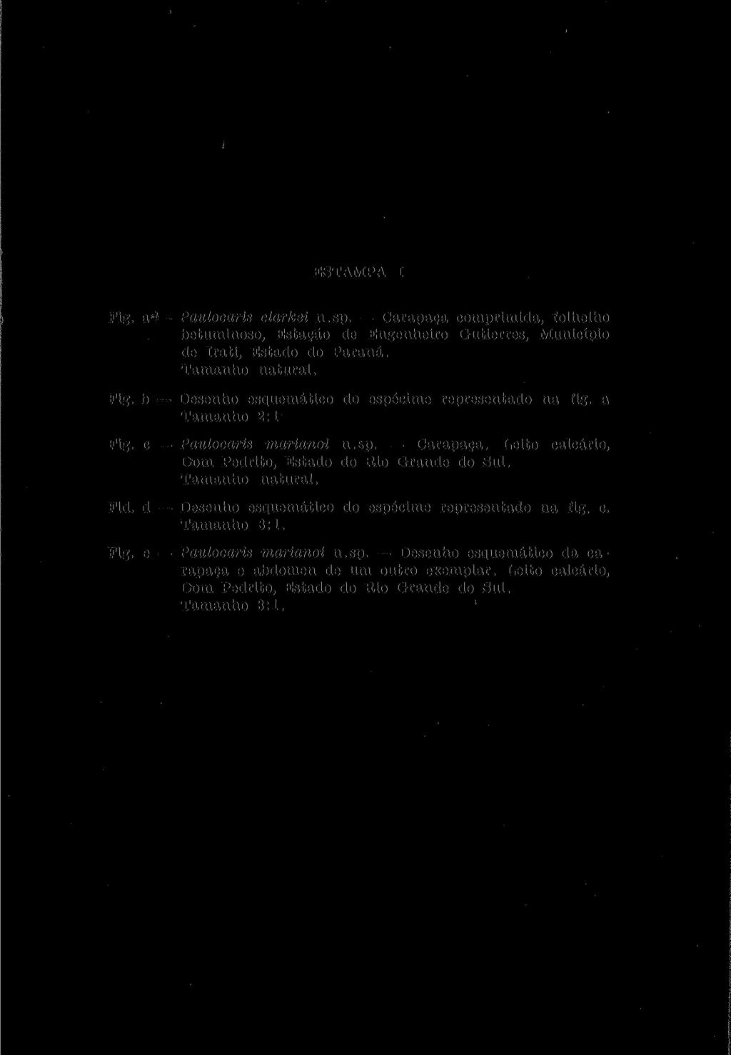 ESTAMPA I Fig. a** Paulocaris clarkei n.sp. Carapaça comprimida, folhelho betuminoso, Estação de Engenheiro Gutierres, Município de Irati, Estado do Paraná. Tamanho natural. Fig. b Desenho esquemático do espécime representado na fig.