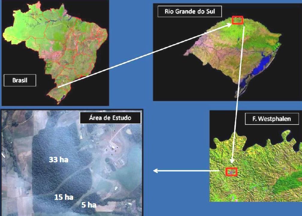 médias e superiores do vale do Rio Uruguai (LEITE e KLEIN, 1990). Em seus estágios iniciais, médios e avançados de sucessão, ocupa uma área de 11.