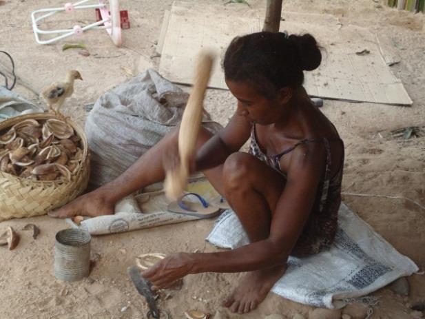 Às mulheres coletam os cocos aos pés do babaçu, retirando-os das palmeiras e posteriormente, cuidando do armazenamento e transporte do produto em cestos de palha (grandes ou pequenos) para um local