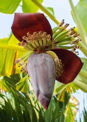 10 3 REVISÃO BIBLIOGRÁFICA 3.1 -Banana Verde A bananeira, planta típica das regiões tropicais úmidas, é um vegetal herbáceo completo, pois apresenta raiz, tronco, folhas, flores, frutos e sementes.