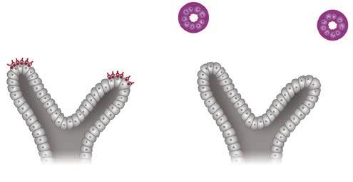 Capítulo Desenvolvimento normal e anomalias congênitas 7 Coroas de tecido metanéfrico WT GNDF HGF FGF2 WT WNT9B PAX2 WNT4 BWNT6 WNT9B PAX2 WNT4 BMP7 BWNT6 FIGURA.