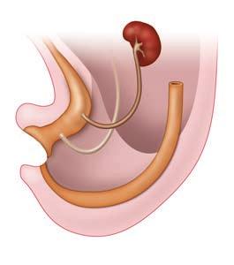 O seio urogenital é dividido em um segmento cefálico vesical dilatado, segmento médio pélvico es treito e segmento caudal fálico. O segmento vesical forma a bexiga urinária.