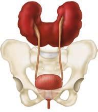8 Seção I Anatomia renal Anomalias congênitas do rim e trato urinário (ACRTU) Anormalidades no desenvolvimento anatômico renal e do trato urinário podem originar malformações congênitas em 3-4% dos