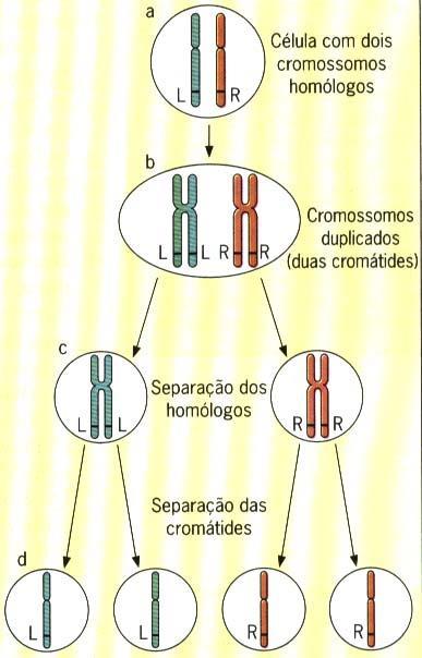 1ª LEI DE MENDEL Toda característica é determinada por um par de fatores (genes).
