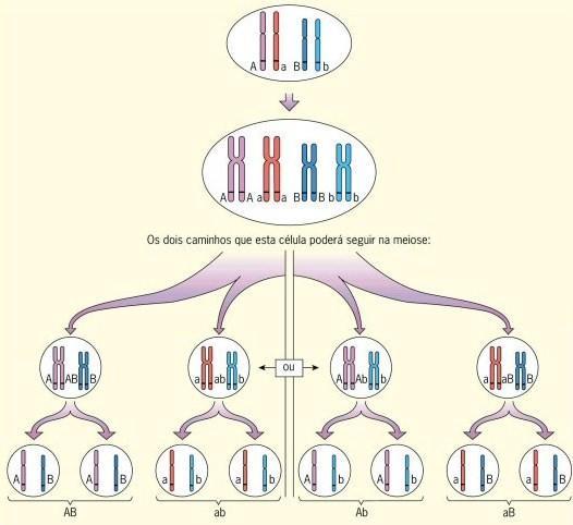 2ª. LEI DE MENDEL Princípio da distribuição independente Genes que codificam características diferentes se separam