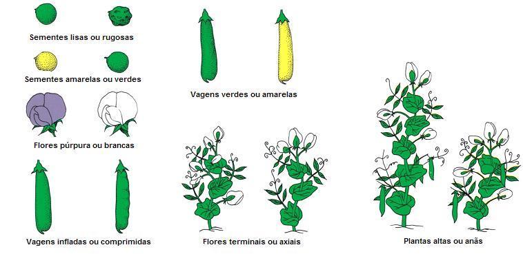 Cruzamento monoíbrido Plantas