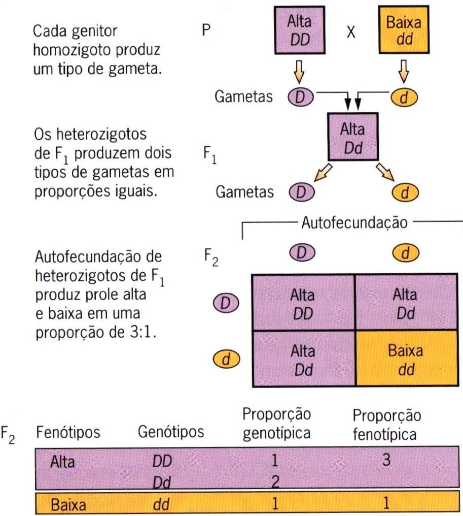 Fatores -> genes