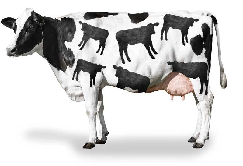 Tecnologias DSM para ruminantes Programa de suplementação para vacas no período de Transição Bovigold Beta Pré & Pós parto Transição é o período mais importante na vida de uma vaca e para a bezerra