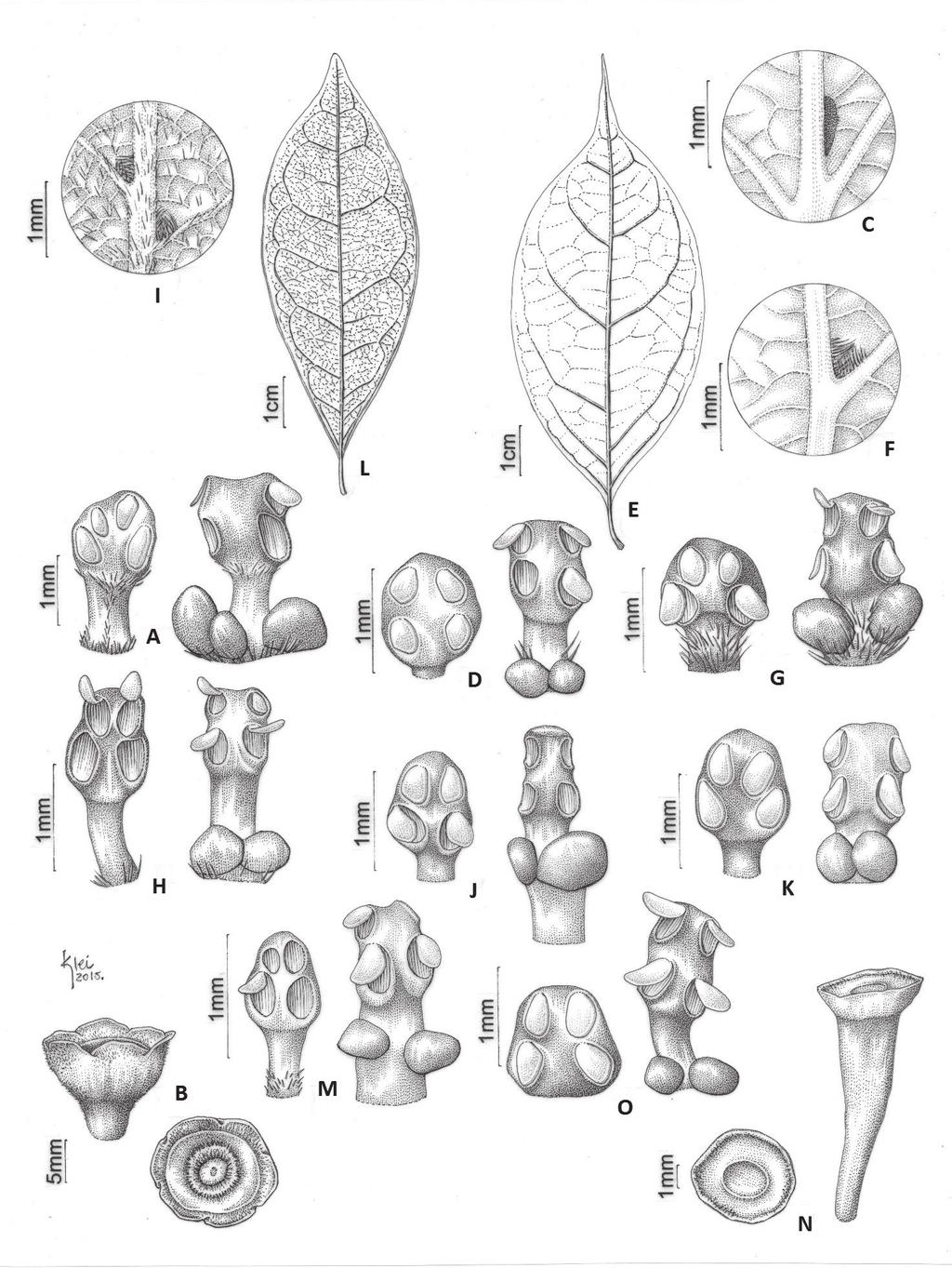 114 Hoehnea 44(1): 111-122, 2017 Figura 1. Ocotea curucutuensis. a. Estames das séries 1 e 3. b. Cúpula hexalobada. O. dispersa. c. Domácia escrobiculada glabra. d. Estames das séries 1 e 3. O. laxa.