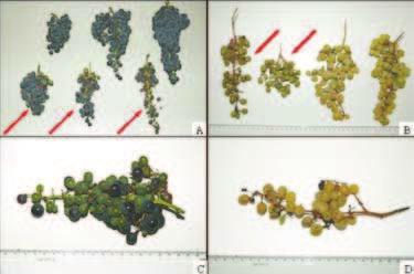 alimentarem do fruto danificam a polpa (Soria, 1985; Botton et al, 2003; Zart, 2008).