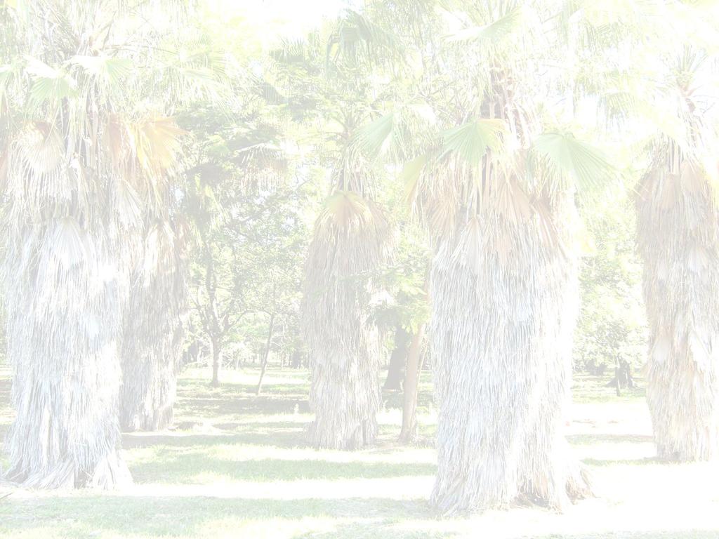 1960 Nos anos 60 inicia-se a coleção de árvores e palmeiras ornamentais (Complexo Monjolinho) - Hermes Moreira de Souza (seleção de árvores) 700 espécies de palmeiras e 2.