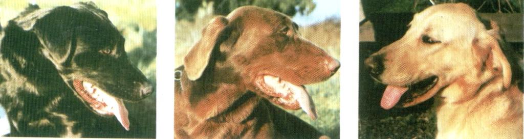 Ex: cães da raça Labrador Dois genes: B e D Alelos B e b -> cores preta e marrom, respectivamente O gene recessivo dd é