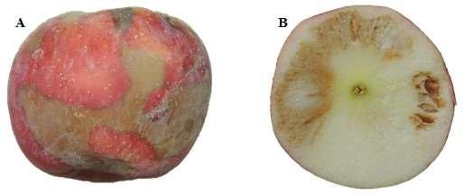 143 Figura 16 - Sintoma de soft scald (A) e soggy breakdown (B) em maçãs Honeycrisp. Fonte: produção do próprio autor, 2016.