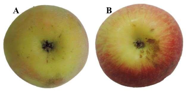 175 mais manchas de formato irregular de coloração marrom, deprimidas ou não, localizadas nessa região do fruto (Figura 21B).