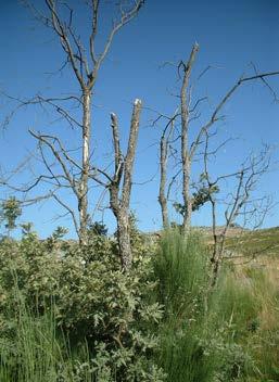 O perigo de incêndio das formações altas e fechadas e dos soutos é reduzido. Ardem em proporção inferior à sua disponibilidade na paisagem.