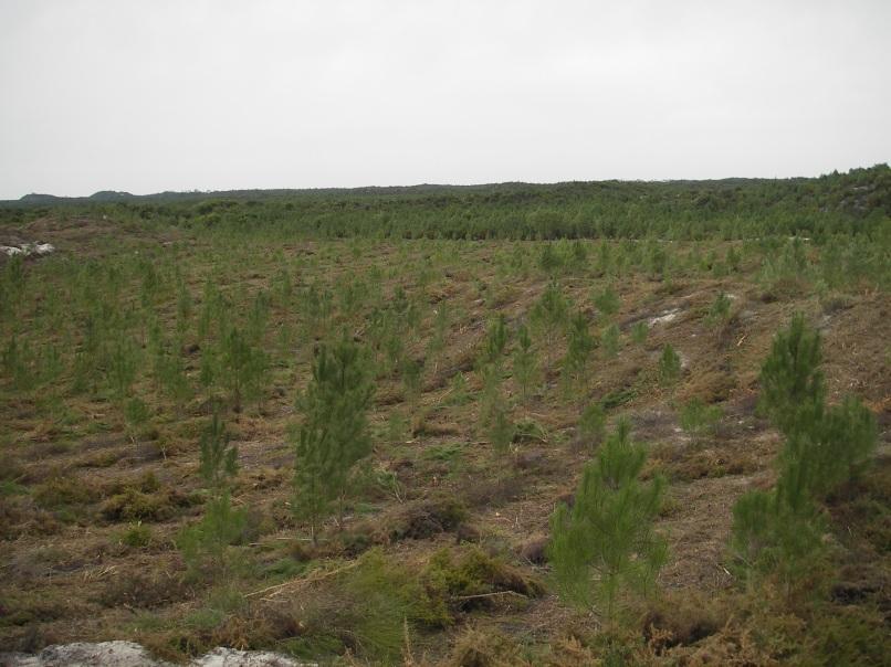 1.ESTADO DA FLORESTA PORTUGUESA 1.1 Uma Fonte de Riqueza 1.