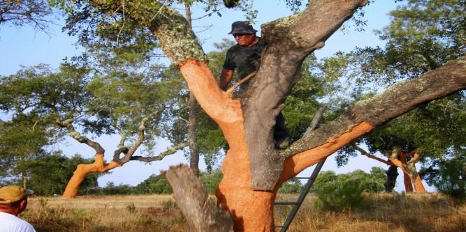 sobro está em Portugal; 84% do Montado de sobro está no