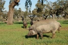 arado ou pela charrua mas, sobretudo, pelo fogo referenciado já no século XII (Paiva, 1987 in Belo et al., 2009: 254).