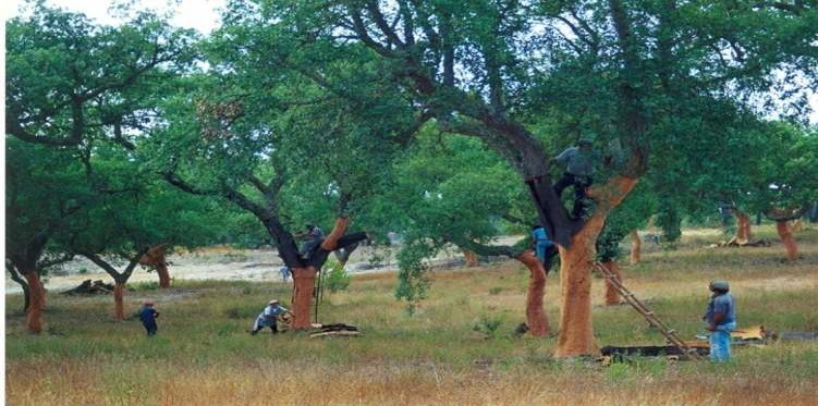 século VII, que já incluía medidas de proteção de sobreiros e pinheiros (Mendes de Almeida, 1935 in Rego, 2001: 8).